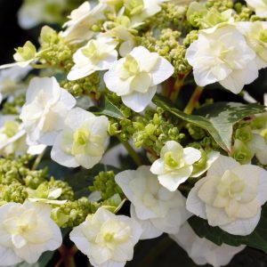 HYDRANGEA M `WEDDING GOWN`