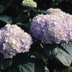 HYDRANGEA M `NIKKO BLUE`
