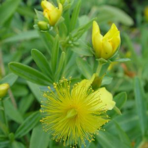 HYPERICUM FRONDOSUM `SUNBURST`