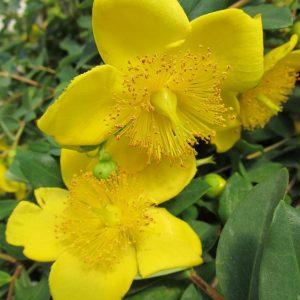 HYPERICUM PATULUM `HIDCOTE`