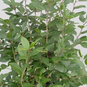 ILEX SERRATA X VERT. `APOLLO`