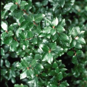 ILEX VERT. `JIM DANDY`