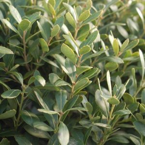 ILEX GLABRA `DENSA`