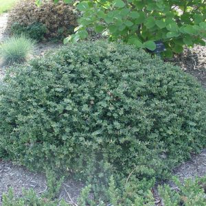 ILEX CRENATA `HELLERI`