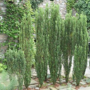 ILEX CRENATA `SKY PENCIL`