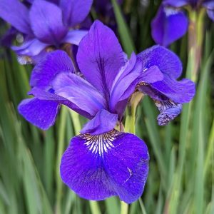 IRIS SIBIRICA `CAESAR`S BROTHER`