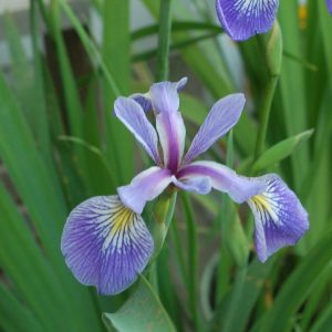 IRIS VERSICOLOR