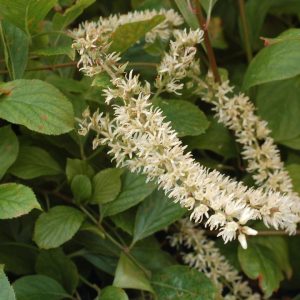 ITEA VIRGINICA `LITTLE HENRY`