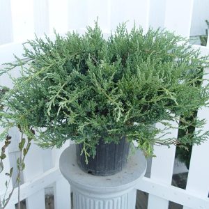 JUNIPERUS CHINENSIS `SARGENTII VIRIDIS`