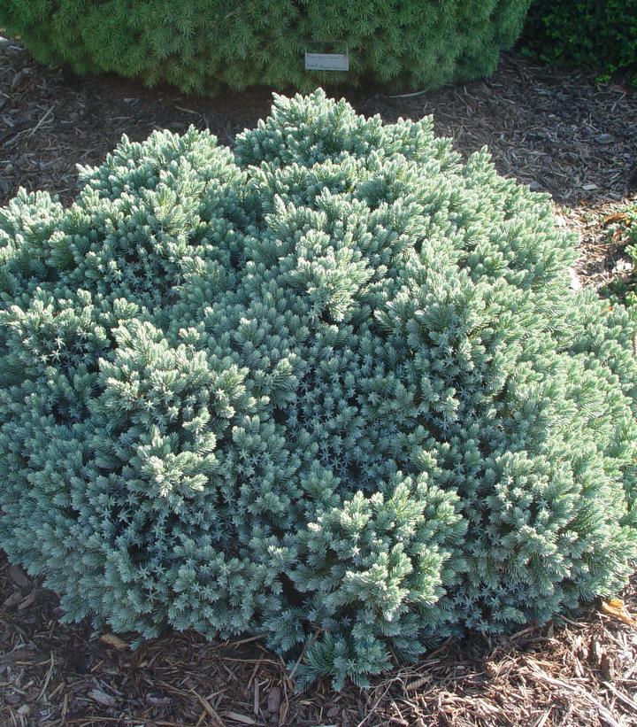 JUNIPERUS SQUAMATA `BLUE STAR`