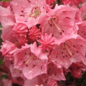 KALMIA LATIFOLIA `PINK CHARM`