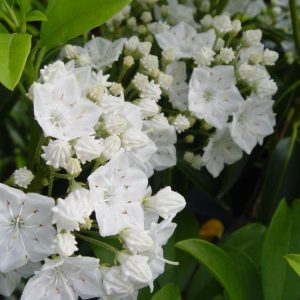KALMIA LATIFOLIA `SNOWDRIFT`