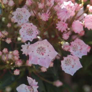 KALMIA LATIFOLIA `TINKERBELL`