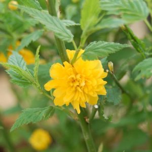 KERRIA JAPONICA