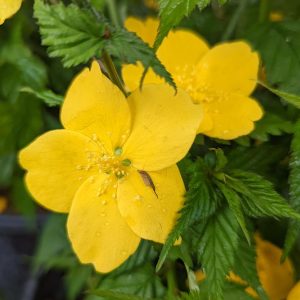 KERRIA JAPONICA `GOLDEN GUINEA`