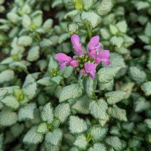 LAMIUM MACULATA `RED NANCY`
