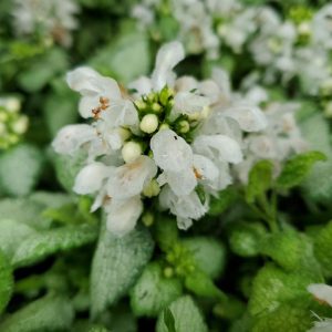 LAMIUM MACULATUM `WHITE NANCY`