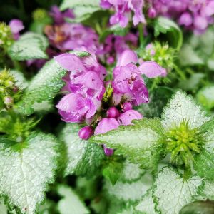LAMIUM `ORCHID FROST`