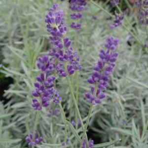 LAVANDULA ANGUSTIFOLIA `HIDCOTE`