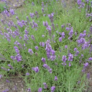 LAVANDULA ANGUSTIFOLIA `MUNSTEAD STRAIN`