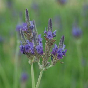 LAVANDULA PINNATA - FERNLEAF LAVENDER
