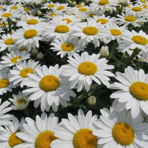 LEUCANTHEMUM X SUPERBUM `SNOW CAP`