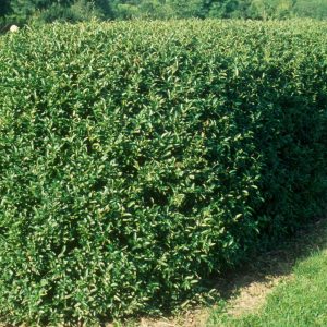 LIGUSTRUM OVALIFOLIUM
