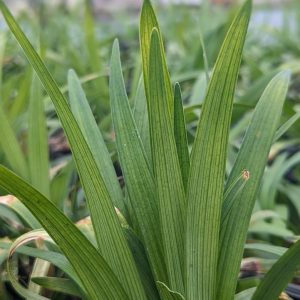 LIRIOPE MUSCARI `BIG BLUE`