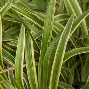 LIRIOPE MUSCARI `VARIEGATA`