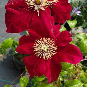 CLEMATIS `CHARMAINE`