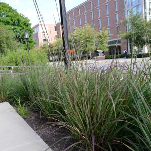 ANDROPOGON GERARDII `KARL`S COUSIN`