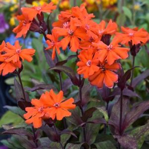 LYCHNIS ARKWRIGHTII `ORANGE GNOME`