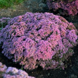 SEDUM ROCK `N ROUND `PRIDE AND JOY`