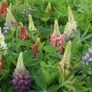 LUPINUS `RUSSELL HYBRIDS` MIX
