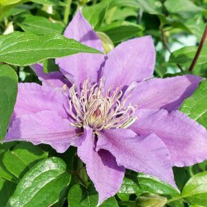 CLEMATIS `BIJOU`