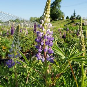 LUPINUS `GALLERY BLUE`