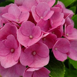 HYDRANGEA M `ELIZABETH ASHLEY`