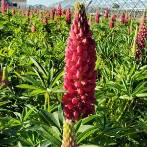 LUPINUS `GALLERY RED`