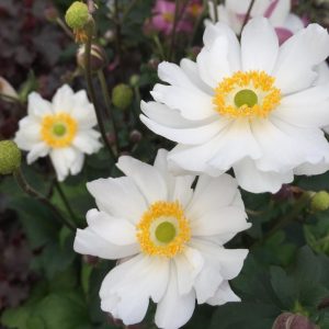 ANEMONE FANTASY `SNOW ANGEL`