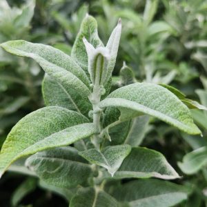 SALIX CANDIDA `ICEBERG ALLEY`