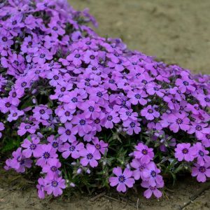 PHLOX SUBULATA `EYE SHADOW`