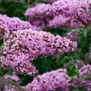 BUDDLEIA `PINK CASCADE II`