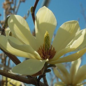 MAGNOLIA X `BUTTERFLIES`