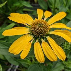 ECHINACEA COLOR CODED `YELLOW MY DARLING`