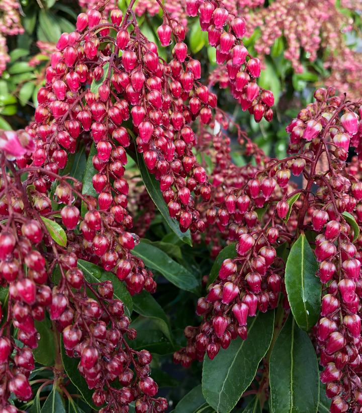 PIERIS `INTERSTELLA`