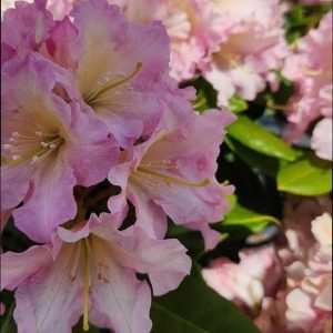 RHODODENDRON `HOOPLA`