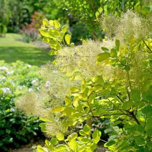 COTINUS `WINECRAFT GOLD`