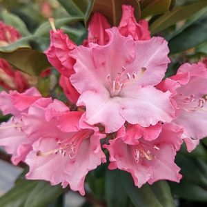 RHODODENDRON `DANDY MAN COLOR WHEEL`