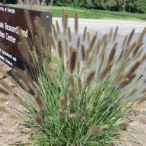 PENNISETUM A. `CAYENNE` (STERILE)