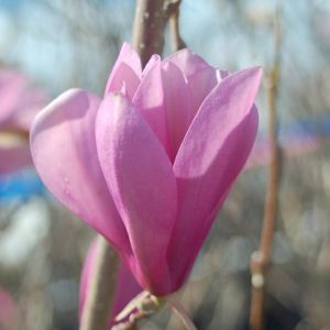 MAGNOLIA LILIIFLORA `JANE`